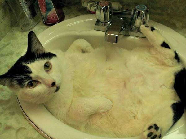 Max hogging the sink