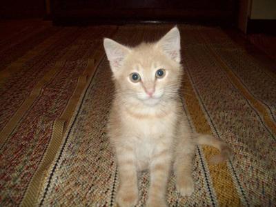 Butter Cup waiting for a treat