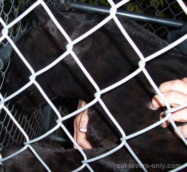 The black panther or melanistic leopard has ghost spots