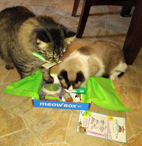 Liking the Meow Box