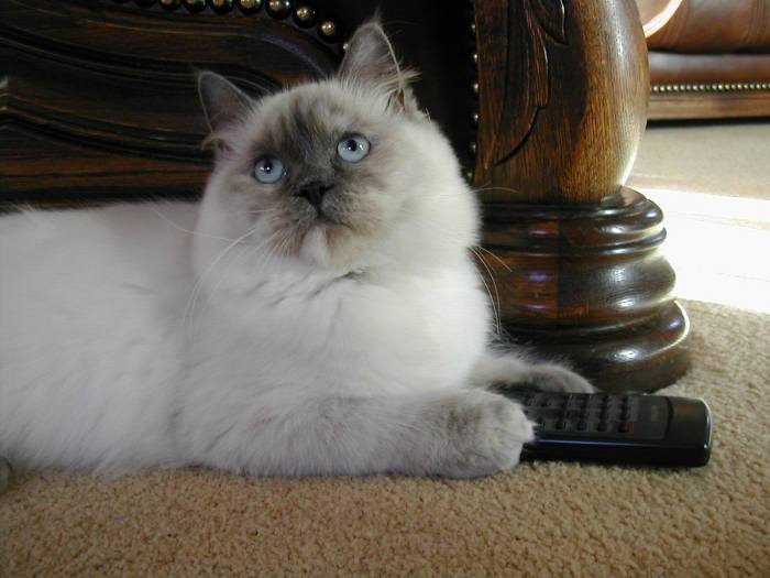 Mindy the Ragdoll