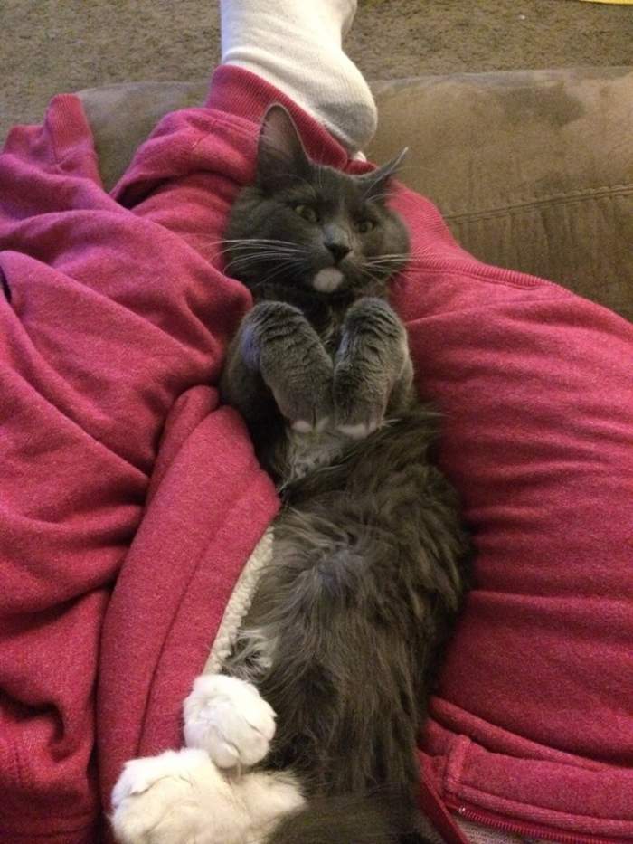 Mittens relaxing