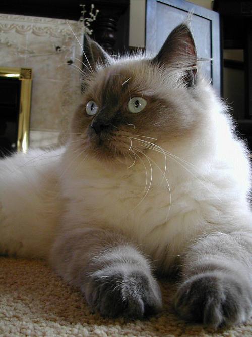 Mork, a blue colorpoint Ragdoll cat