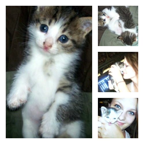 Mrvica the tabby and white kitten collage