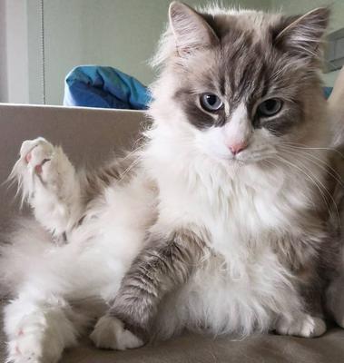 siberian munchkin cat