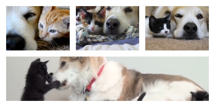 Foster kittens with Murkin the dog collage