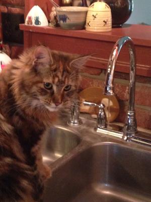 Sophie sitting on top of sink