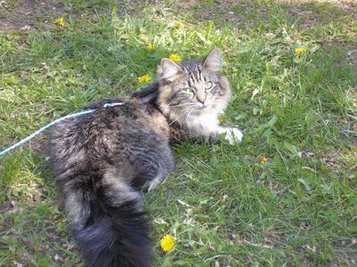 Minnie Maine Coon Cat