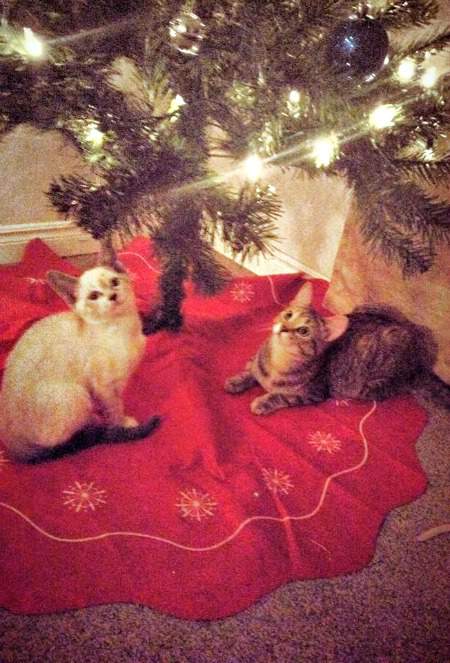 Nala and Lola at the tree