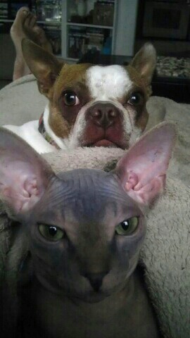 Sphynx cat Neytiri with dog Amy