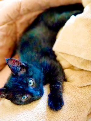 Nyx the black kitten