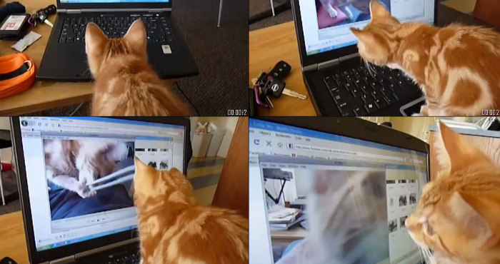 Orange tabby stalking himself on video