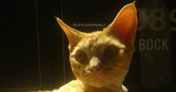 Orange tabby Devon Rex face