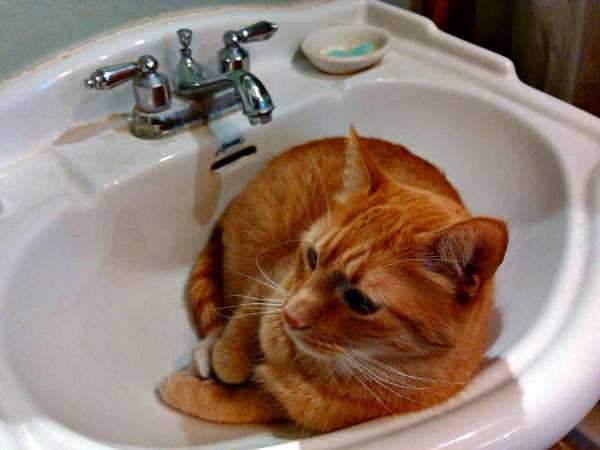 Orange tabby in the sink