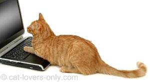 Orange tabby cat using laptop