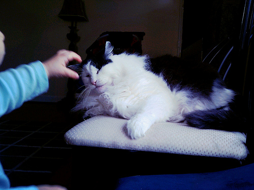 longhaired black and white cat