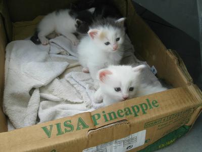 The other kittens, although one isn't in the photo