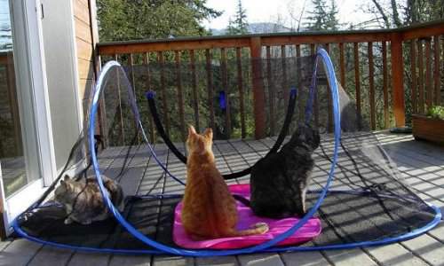 Outdoor Feline Funhouse