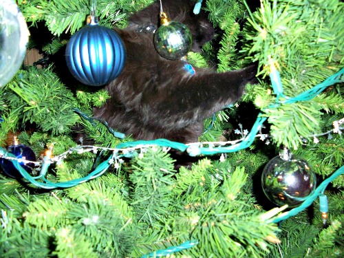 Ozzy in the Christmas tree