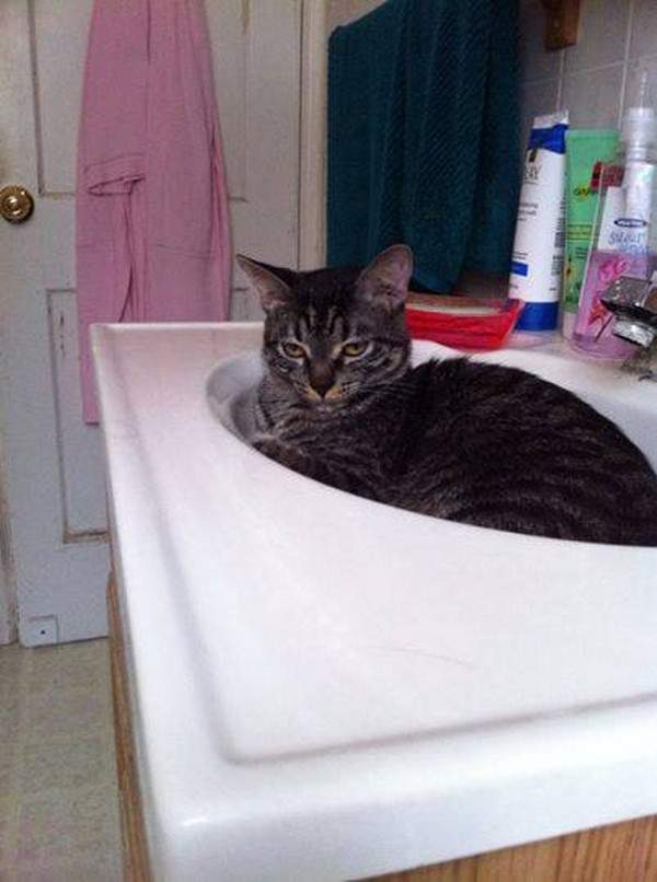 Padfoot the tabby in the sink