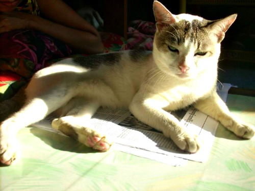 Burmese kitty