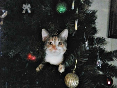Pickles the cat in the Christmas tree