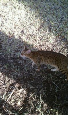 Here's Charlie having his outside time