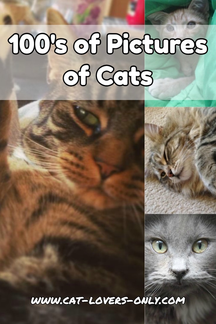 Multiple pics of cats with text overlay 100s of Pictures of Cats