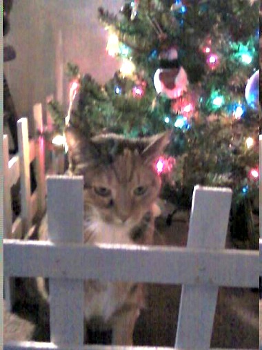 Pixie near the Christmas tree