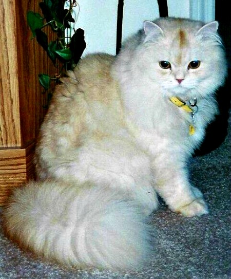 Preece's Tailspin Cobra aka Baby the Persian