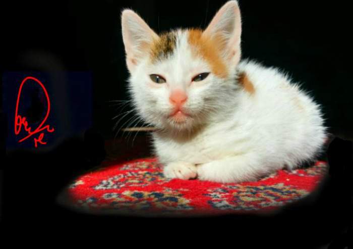 Princess Mocha the calico kitten