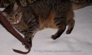Priscilla Cat playing with belt