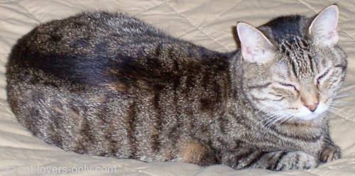 Priscilla cat lying on bed