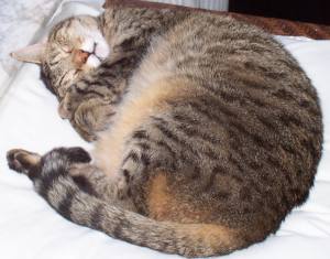 Priscilla cat sleeping