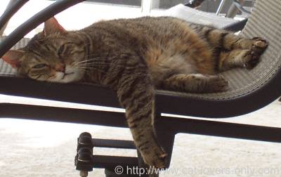 Pic of Priscilla cat on patio chair