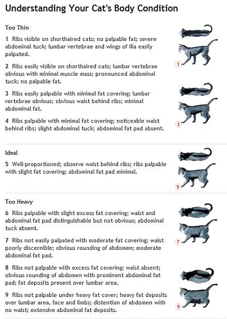 Purina cat body condition chart