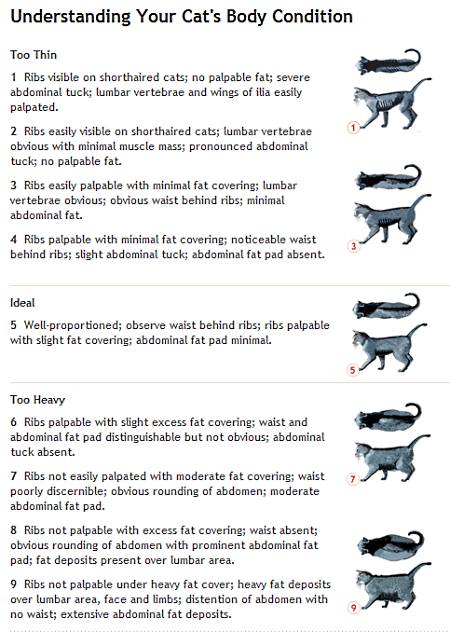 How Much Should A Cat Weigh Chart