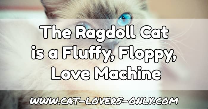 Ragdoll with blue eyes and text overlay The Ragdoll cat is a Fluffy, Floppy, Love Machine