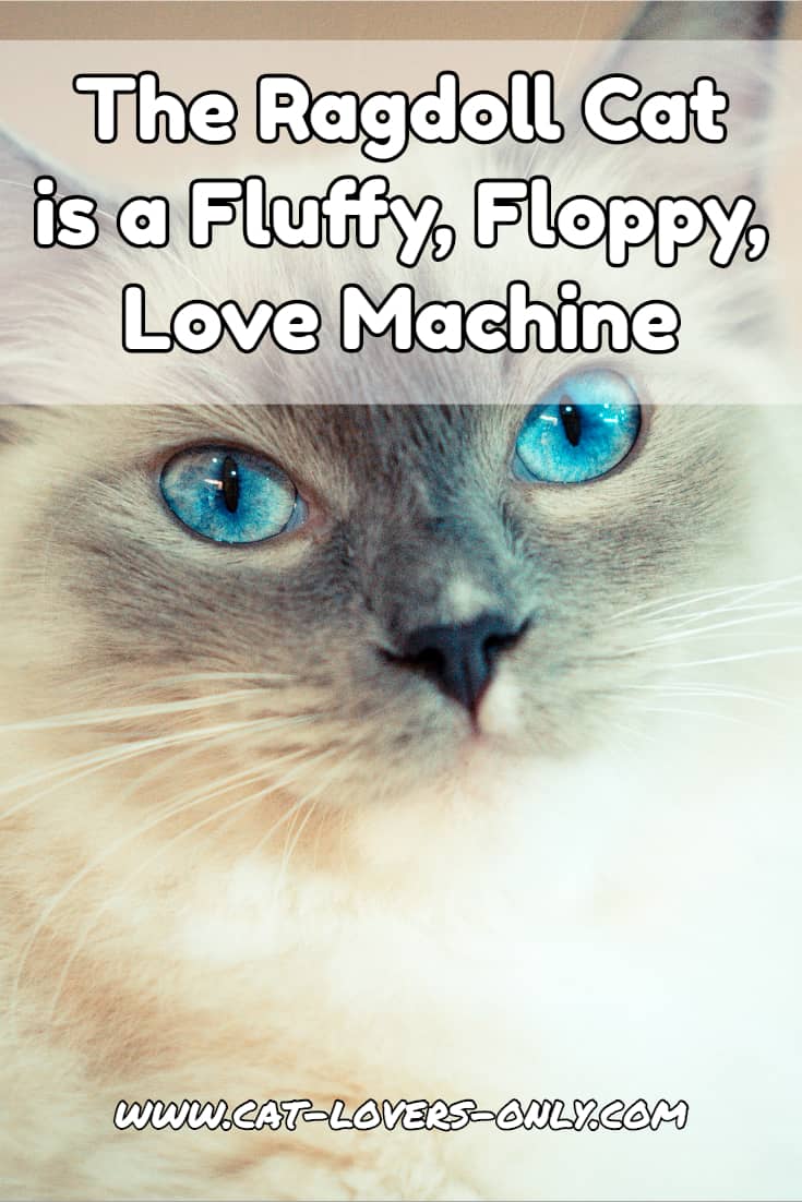 The Ragdoll cat is a Fluffy, Floppy, Love Machine