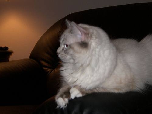 Ragdoll cat with white mittens