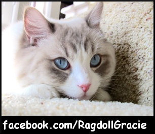 Ragdoll Gracie