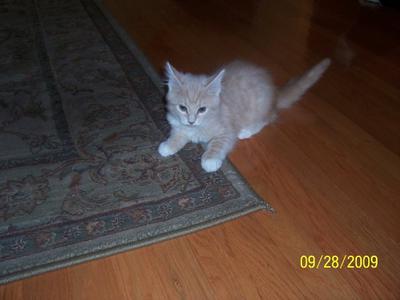 Rascal as a kitten