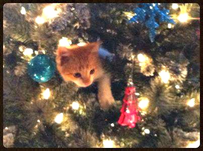 Rescue kitty in the tree