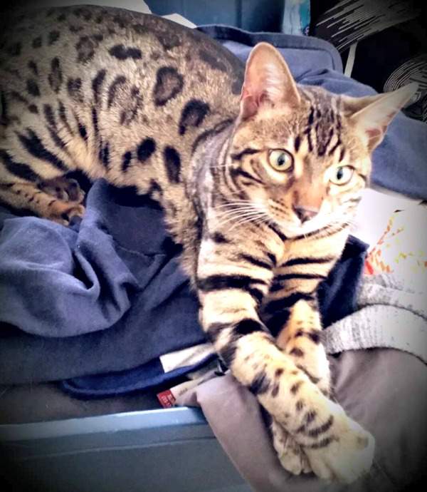 Rexx the Bengal