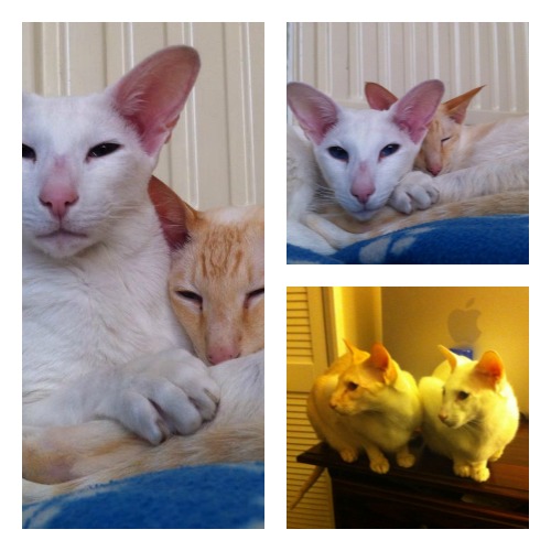Robin and Radar, white oriental and red point siamese