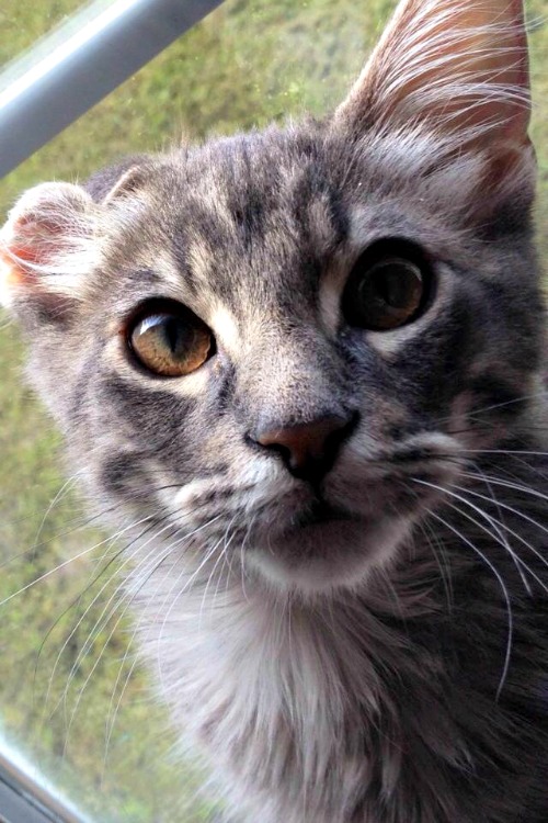 Rosco Jenkins the Maine Coon mix