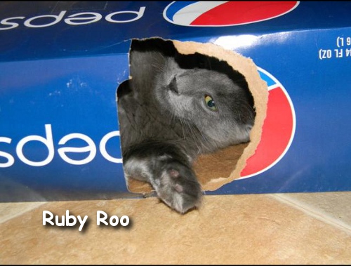 Box lover Ruby Roo