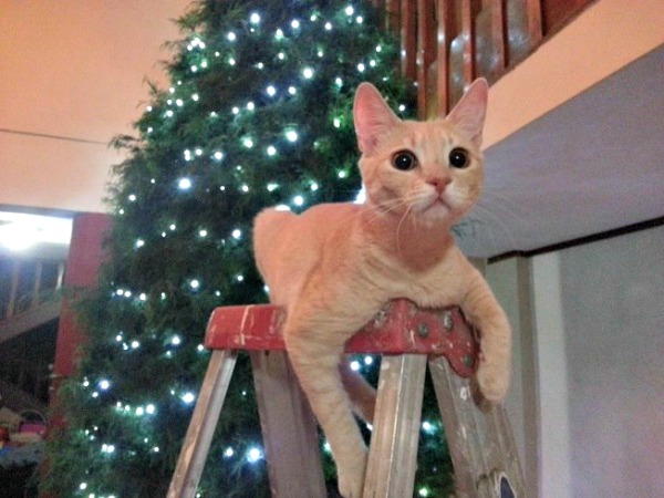 Sarah the cat on a ladder
