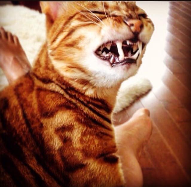 Say cheese tabby