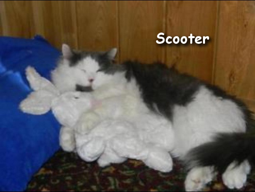 Scooter loves his bunny